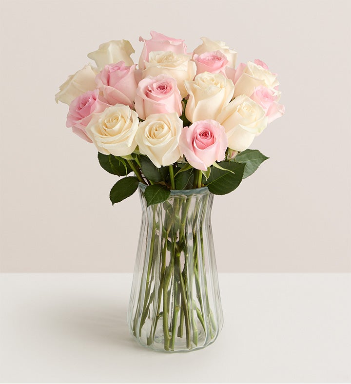 May Rose of the Month, Pink & White