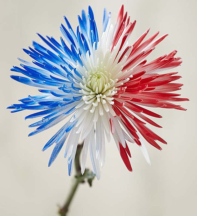 Firecracker Mums