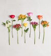 Assorted Roses & Peruvian Lilies