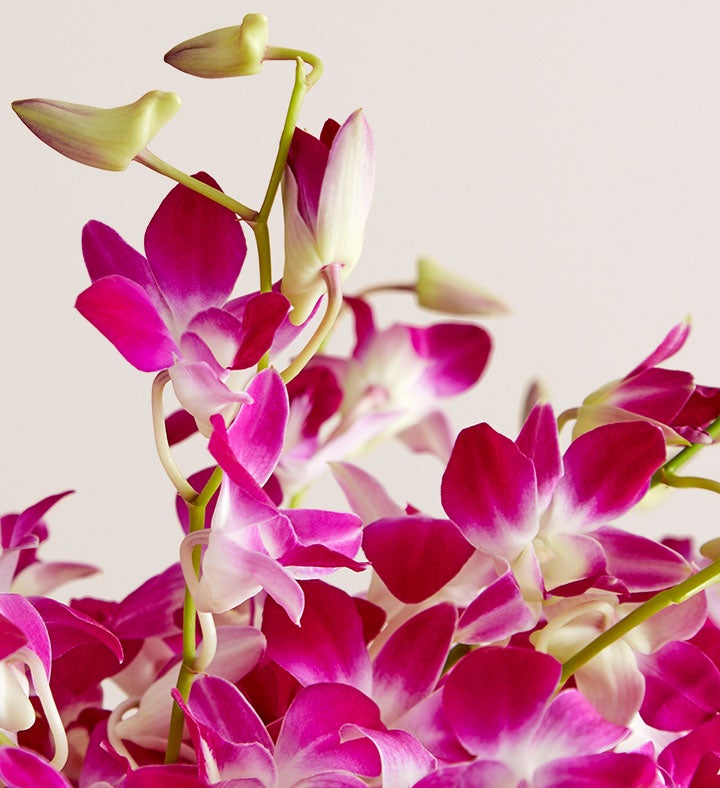 Disney's Ariel Ocean Splash Orchids