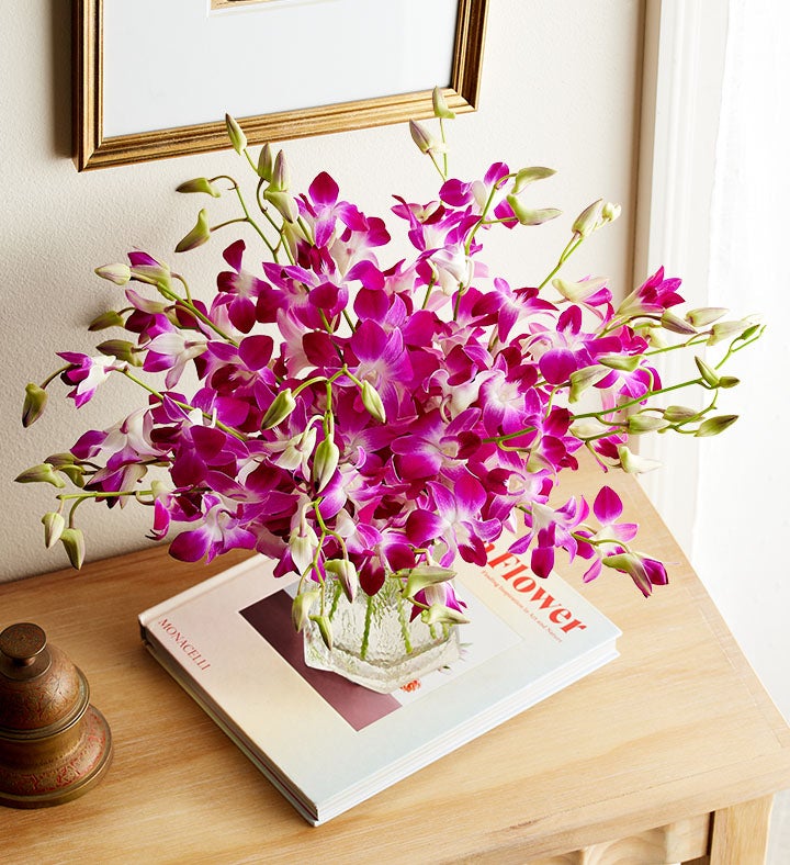 Disney's Ariel Ocean Splash Orchids
