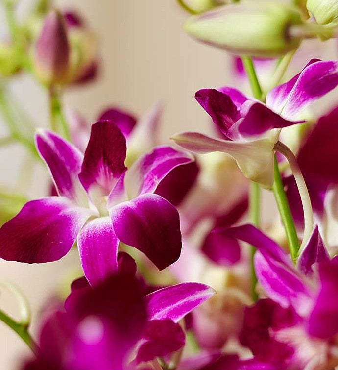Sympathy Orchids