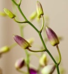 Exotic fresh Breeze™ Orchids