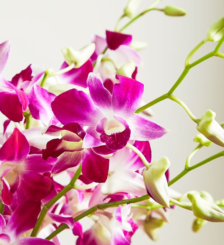 Exotic Breeze™ Orchids