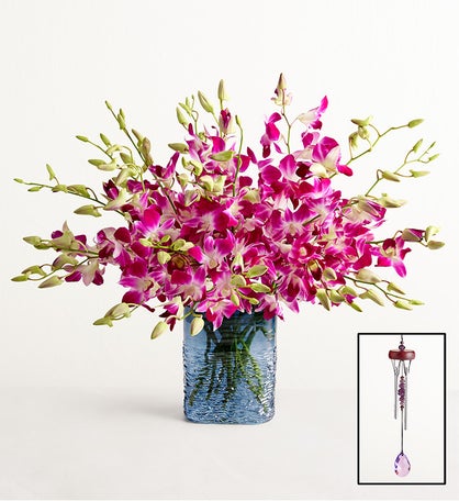 Exotic Breeze™ Orchids