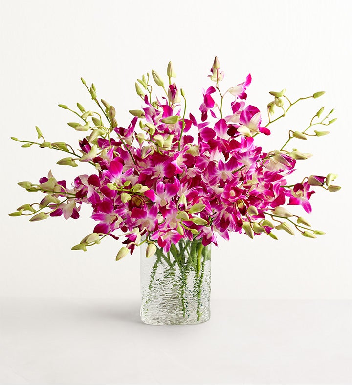 Exotic Breeze™ Orchids