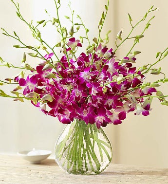 Exotic Breeze™ Orchids