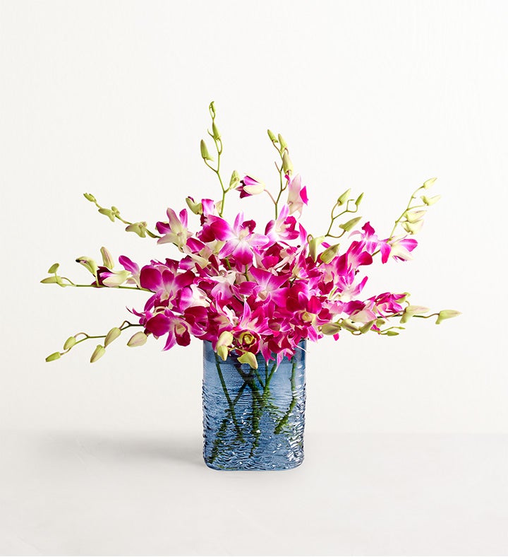 Exotic Breeze™ Orchids
