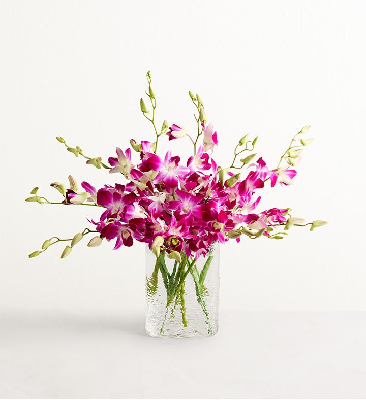 Exotic Breeze™ Orchids