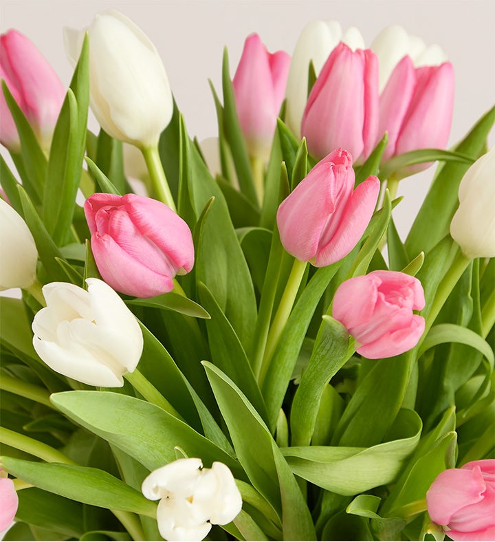 Sweet Spring Tulips, 30 Stems