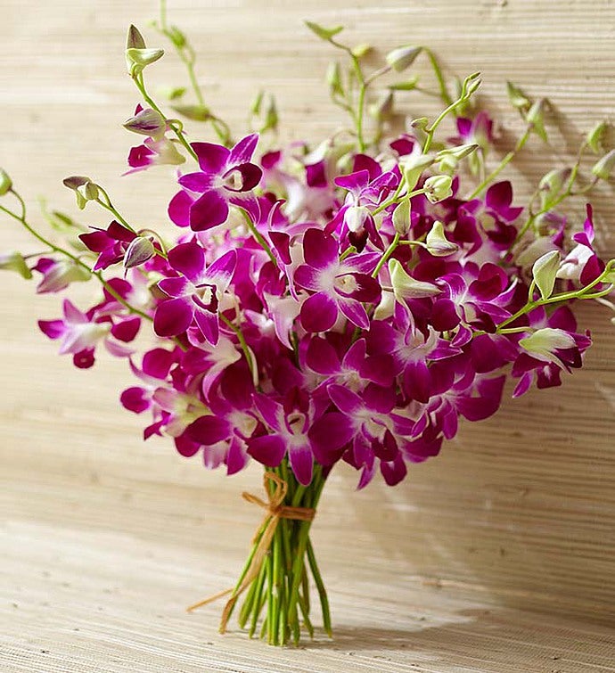 Exotic Breeze™ Orchids