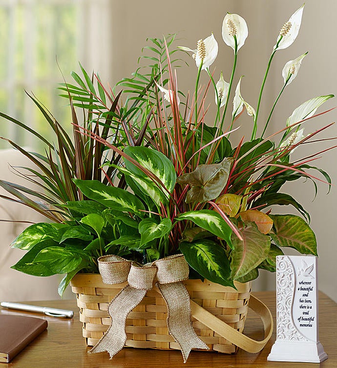 Classic Dish Garden For Sympathy with Memory Plaque