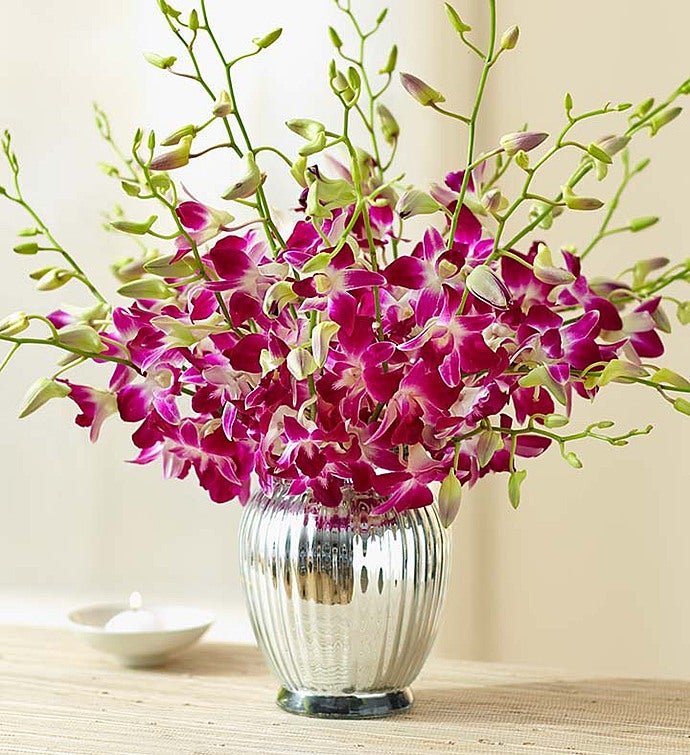 Exotic Breeze™ Orchids + Free Premium Vase