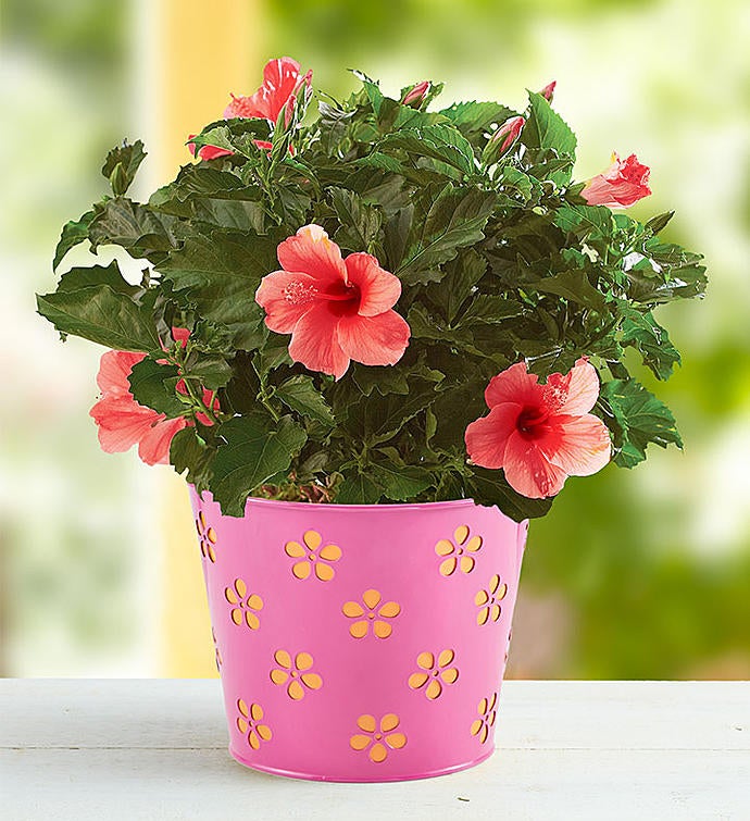 May - Tropical Hibiscus