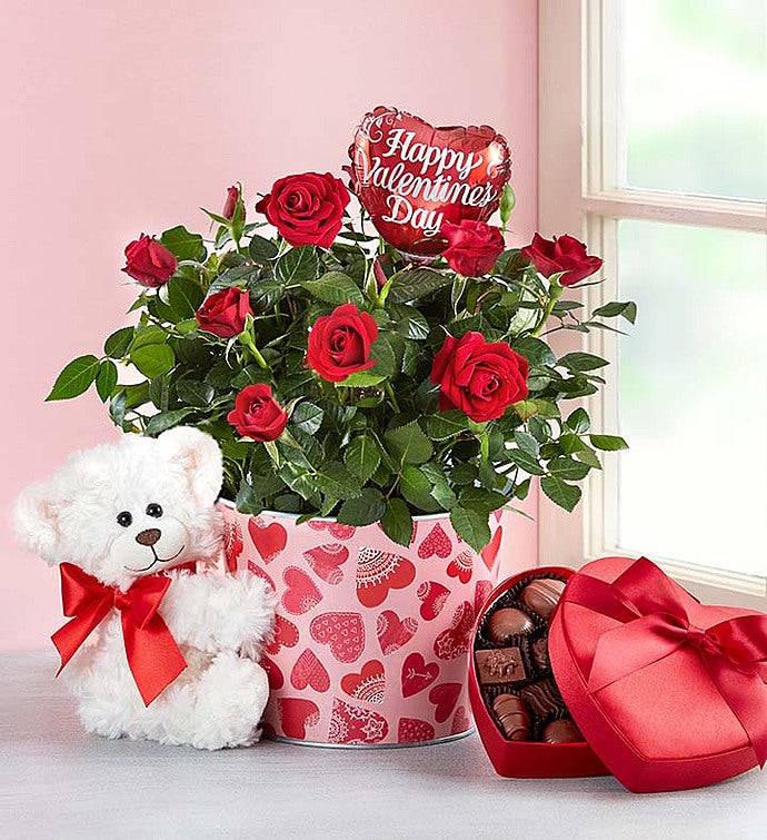 Bundle of Love Rose Plant