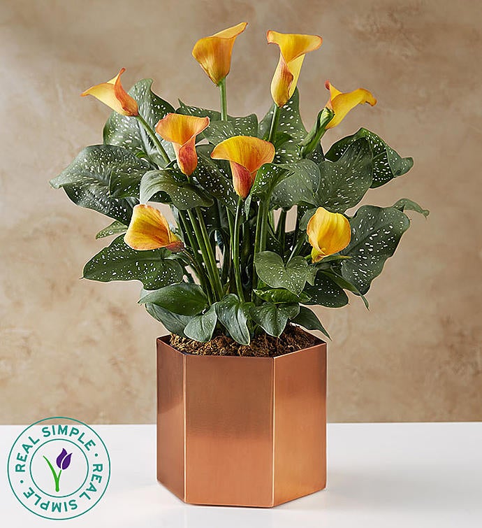 Majestic Fall Calla Lily by Real Simple®