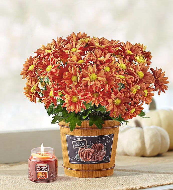 Pumpkin Patch Fall Mum