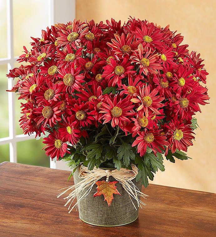 Magnificent Autumn Mum