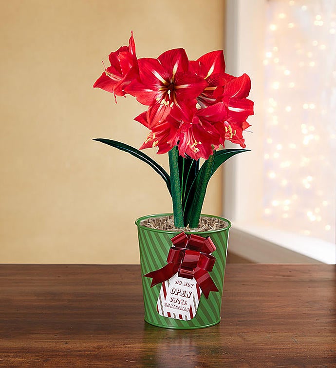 December - Real Simple Holiday Amaryllis