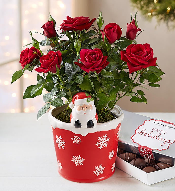 Santa's Merry Red Rose Plant