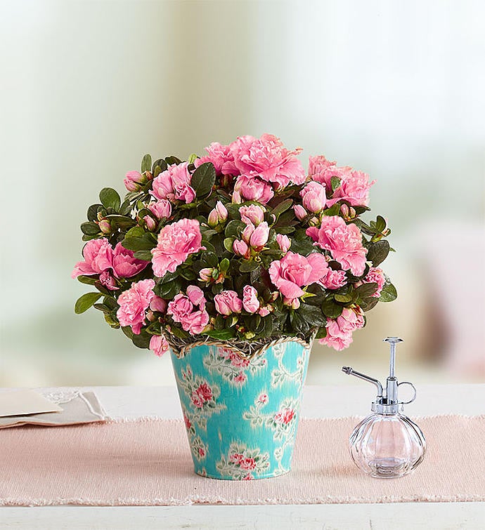 Pretty in Pink Azalea