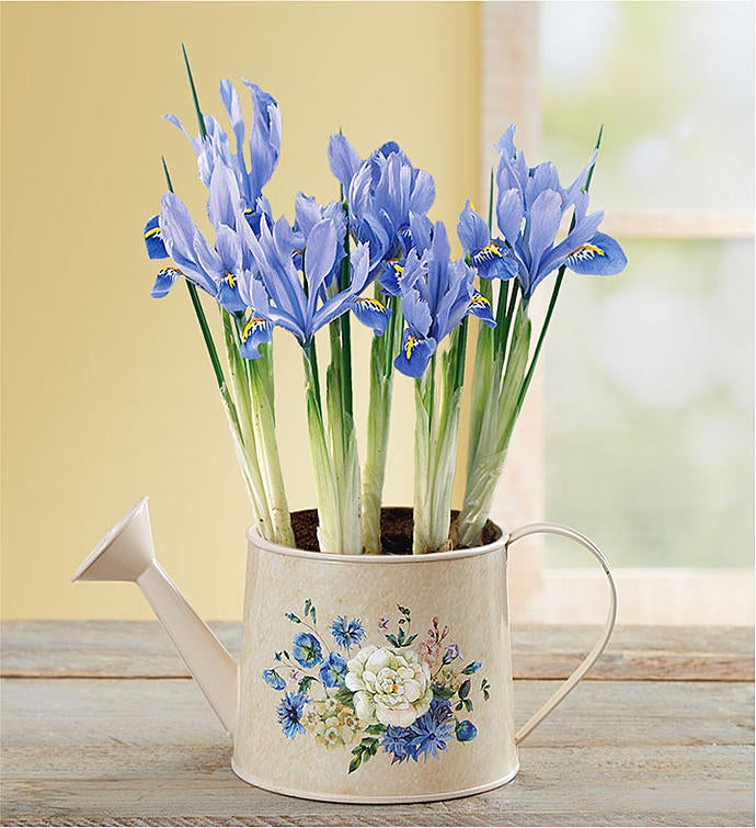 March - Iris Meadow Blooms Watering Can