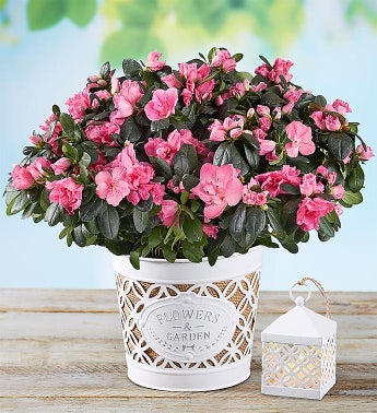 Pretty Pink Azalea Plant