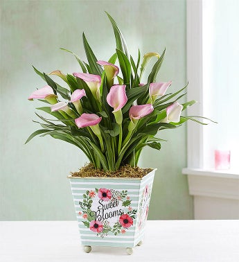 Sweet Blooms Calla Lily