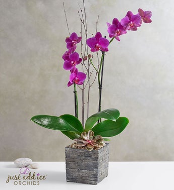 Tranquil Succulent Orchid Garden