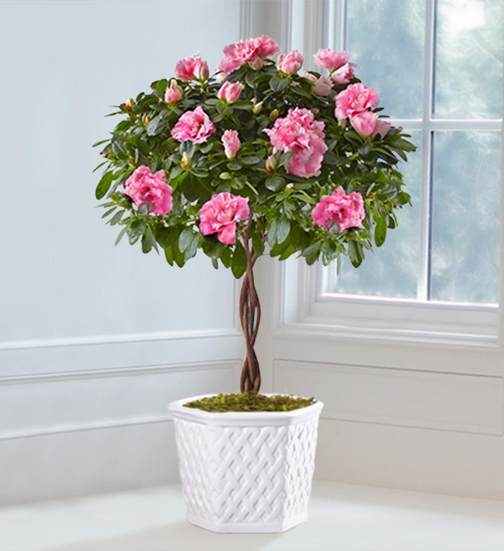 Azalea Topiary by Southern Living® 157201