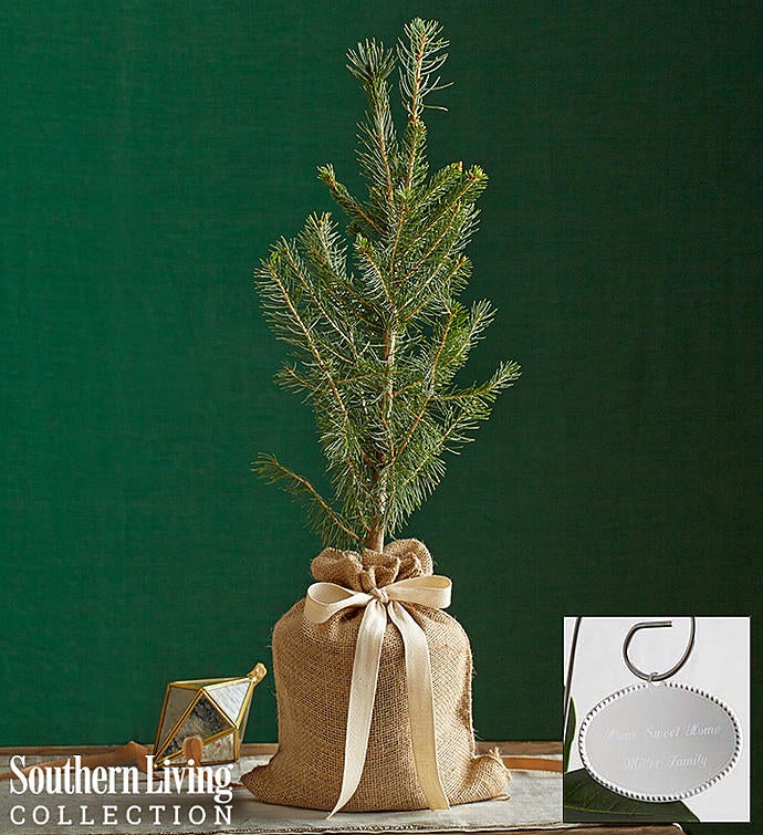 Colorado Blue Spruce Tree by Southern Living®