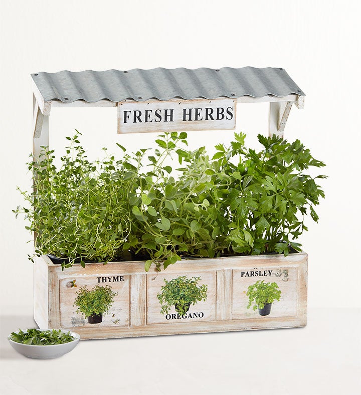 Herb Garden Trio