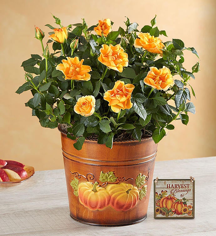 Fall Amber Rose Plant