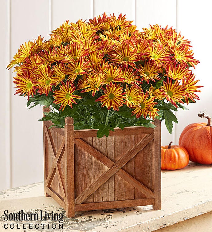 Fall Harvest Mum by Southern Living ®