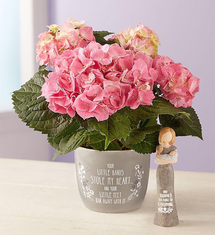 Sweet Baby Hydrangea