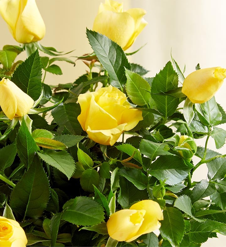 Hungry Caterpillar Rose Plant
