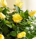 Hungry Caterpillar Gerbera Daisy 