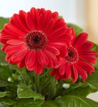 Hungry Caterpillar Gerbera Daisy 
