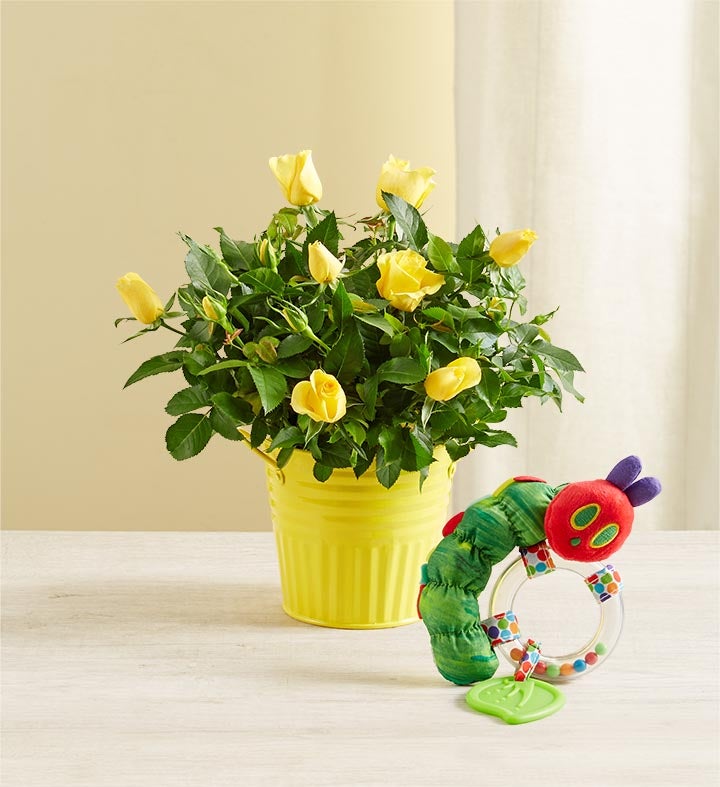 Hungry Caterpillar Rose Plant