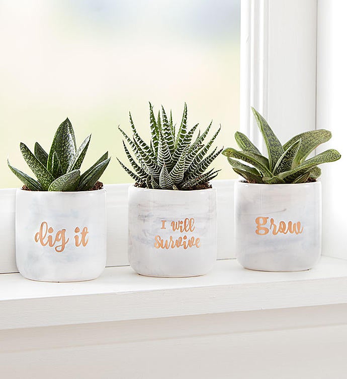 Succulent care with "Dig It" Succulent Trio