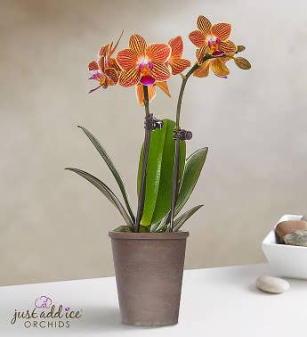 Mini Autumn Sunrise Orchid