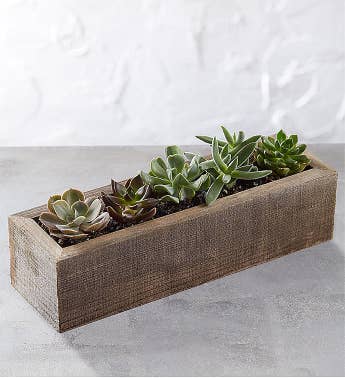 Mini Trough Succulents