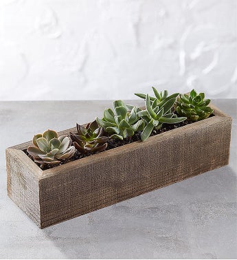 Mini Trough Succulents