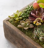 Rustic Wooden Succulent Garden