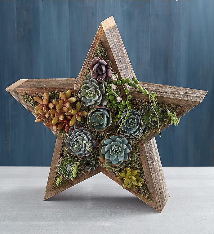 Wood Star Succulent