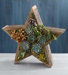 Wood Star Succulent