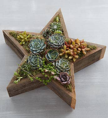 Wood Star Succulent