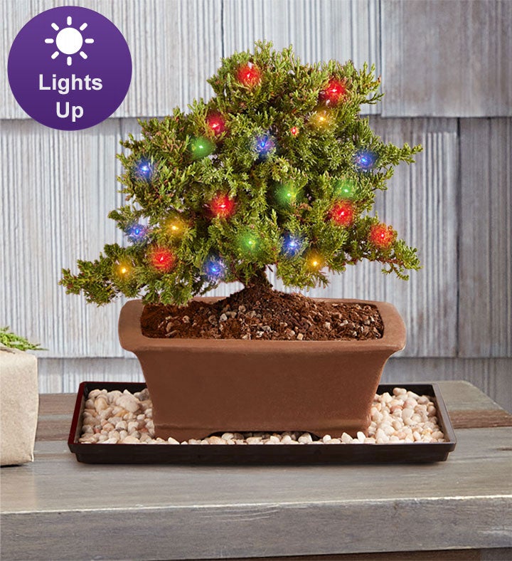 Merry Christmas Bonsai