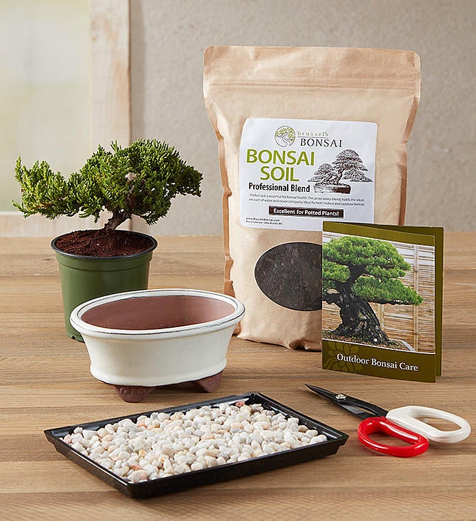 Bonsai Kit 1800flowerscom 157341