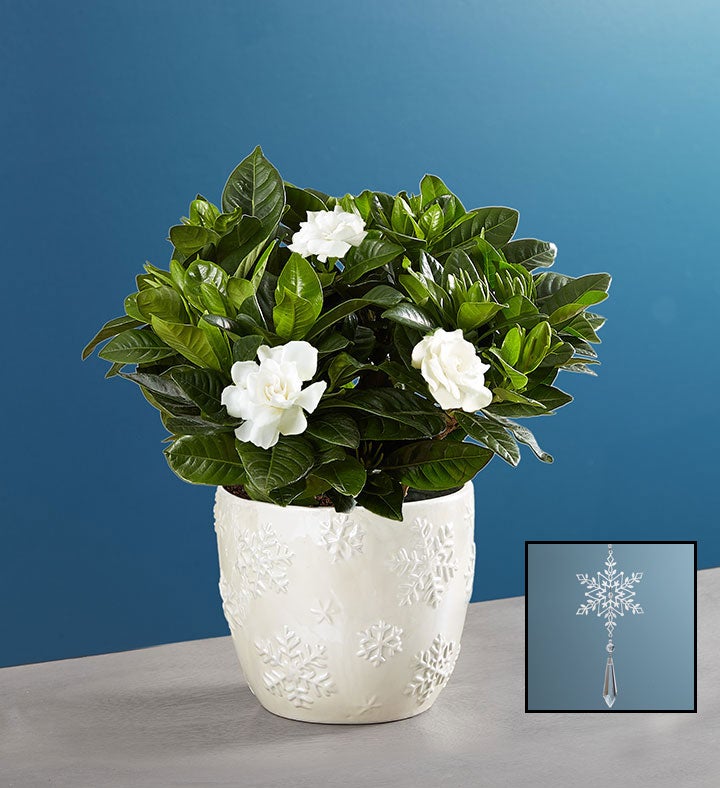 Winter White Elegant Gardenia